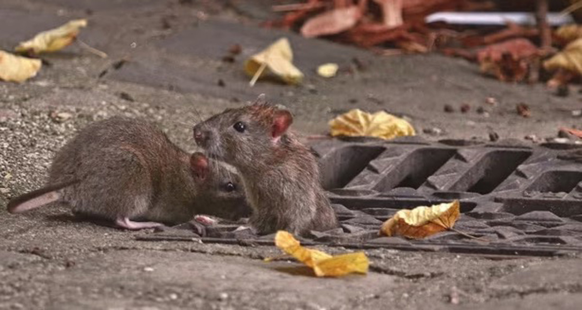 And The Winner for America’s Most Rat-Infested City IS… Chicago